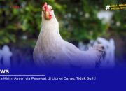 5 Cara Kirim Ayam via Pesawat di Lionel Cargo, Tidak Sulit!