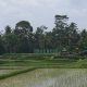 ketika-sawah-&-lahan-hijau-di-bali-beralih-fungsi-jadi-bangunan