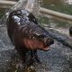 kisah-moo-deng-baby-hippo-dari-thailand-yang-viral-di-tiktok