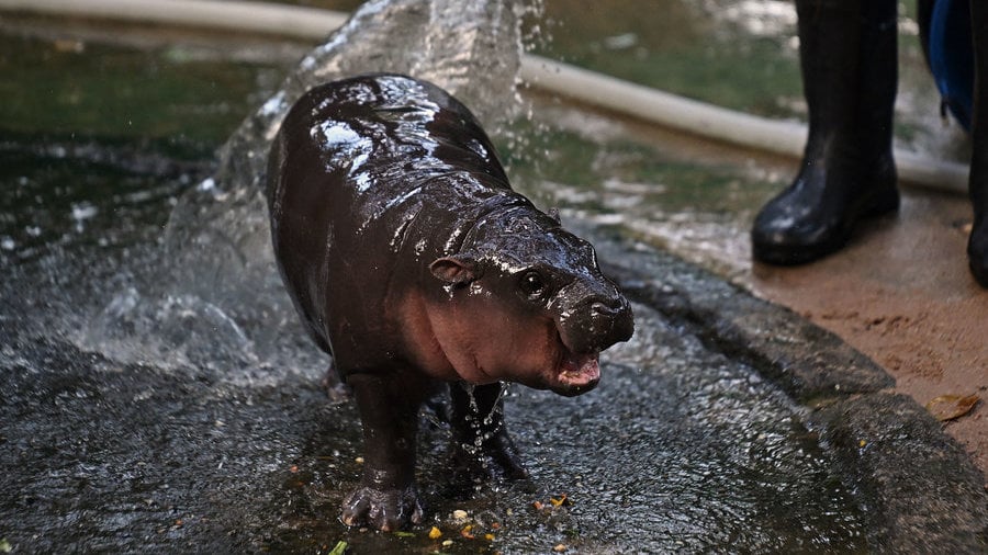 kisah-moo-deng-baby-hippo-dari-thailand-yang-viral-di-tiktok