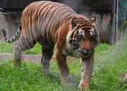 Berapa Umur Maksimal Harimau? Cek Kelas, Ukuran, & Karakteristik