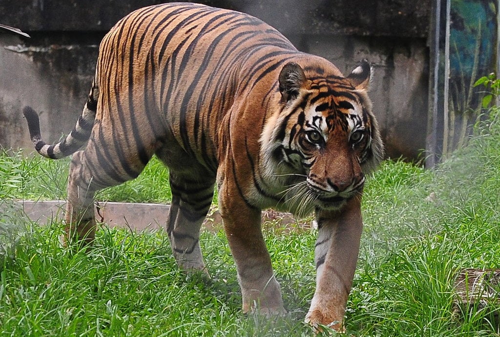 berapa-umur-maksimal-harimau?-cek-kelas,-ukuran,-&-karakteristik