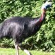 5-fakta-kasuaris,-burung-raksasa-asal-papua-paling-berbahaya-di-dunia