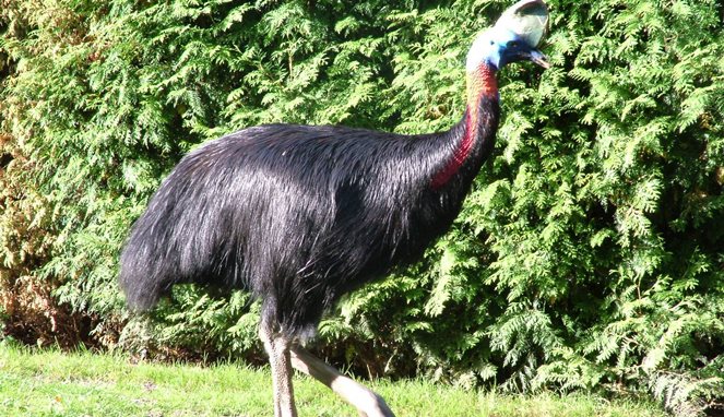 5-fakta-kasuaris,-burung-raksasa-asal-papua-paling-berbahaya-di-dunia
