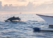 Keajaiban Bawah Laut Bali: Panduan Lengkap Snorkeling dan Diving
