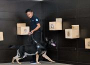 10 Ras Anjing Pelacak yang Bisa Bantu Penyelidikan Polisi