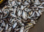 Pemprov Sulbar Dorong Peningkatan Sektor Perikanan Bangun Ekonomi